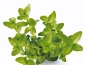 Preview: Bacopa caroliniana - carolina-Fettblatt